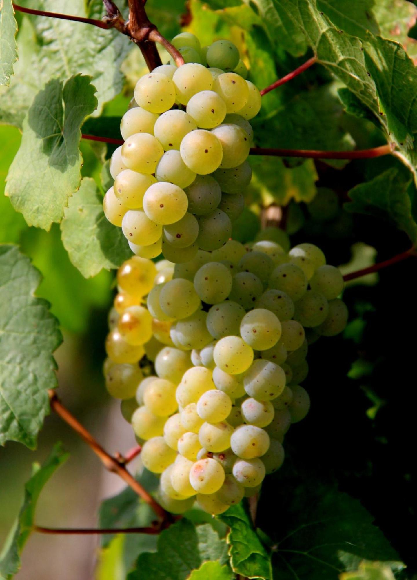 Ferienweingut & Gutsrestaurant Becker Apartment Burgen  Ngoại thất bức ảnh